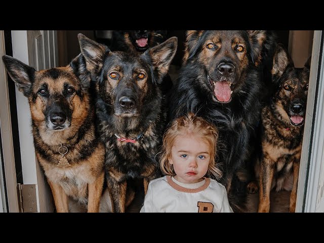 Huge German Shepherds Protect Baby as If It’s Their Puppy